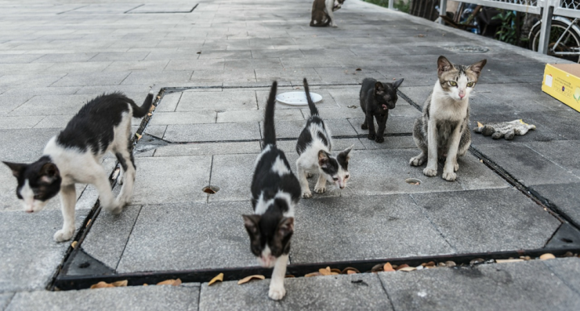 С начала года во Владимирской области применили более 250 тысяч вакцин от бешенства