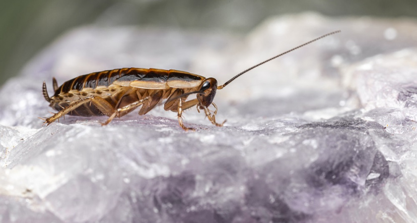 Как избавиться от тараканов без вреда для домашних животных: проверенные методы