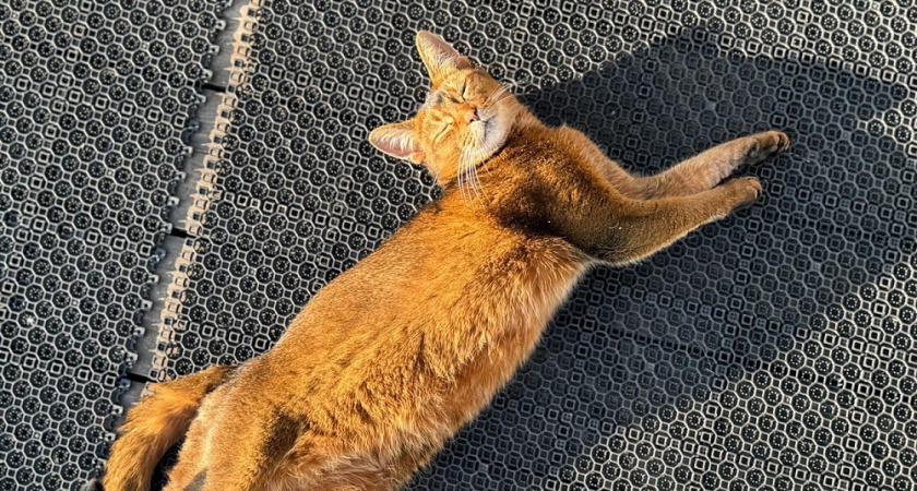 Как я легко избавилась от кошачьего запаха дома: простые лайфхаки, которые работают за 5 минут