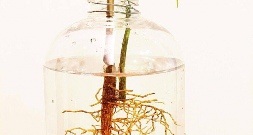 3 копеечных средства для укоренения черенков: результат видно через пару дней