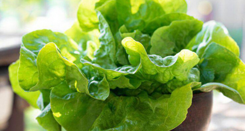 Советы для выращивания салата в ноябре прямо на подоконнике: попробовала и забыла о покупной зелени