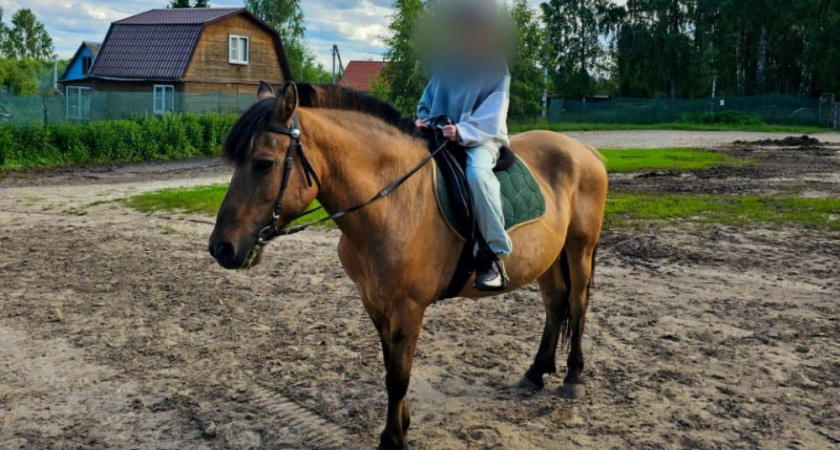 Уроженку Подмосковья оштрафовали за травму ребенка на конной прогулке в Киржаче