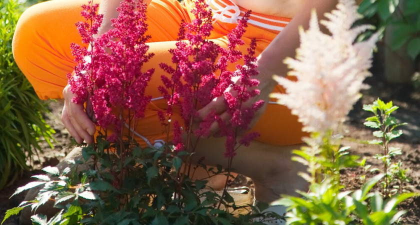 Почему астильба плохо цветет: 5 распространенных причин и пути их решения