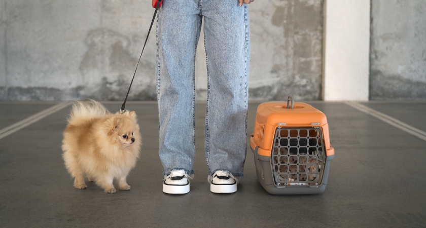 Что нужно знать жителям Владимира о путешествиях с питомцами