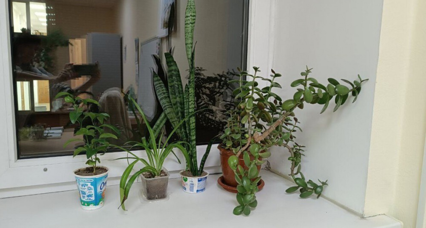 Мои комнатные цветы зимой цветут как в мае: подкармливаю растения 5 средствами с кухни