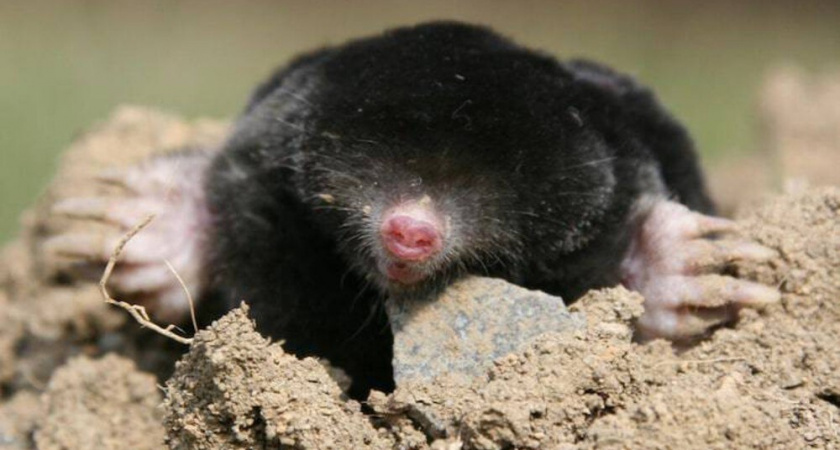 Как я избавилась от кротов на участке без химии с помощью 5 способов