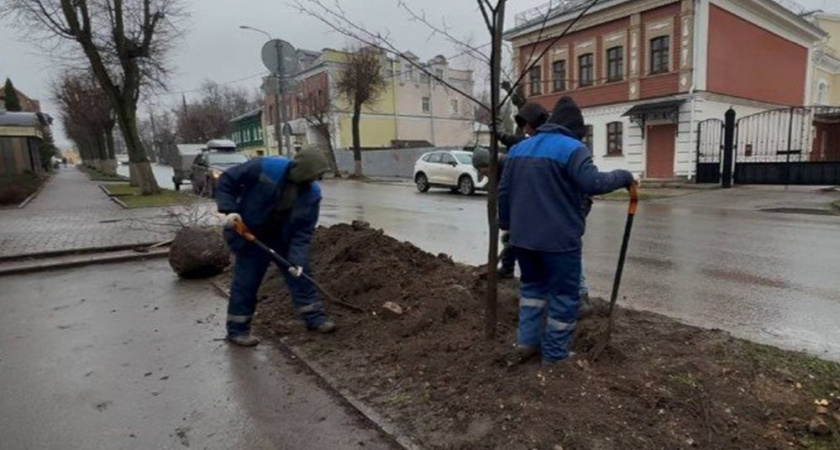 Во Владимире в рамках программы озеленения города высадят еще 300 лип