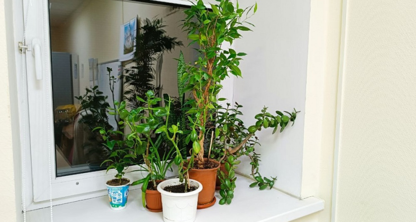 Как убрать следы от цветочных горшков с подоконника: простой способ с двумя средствами