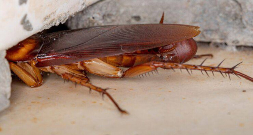 Положила это на кухне и тараканы сбежали навсегда: проверенный способ с зеленью