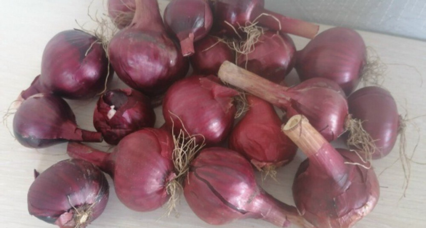 Мой способ снимать 5 урожаев с одной луковицы на подоконнике: справится каждый