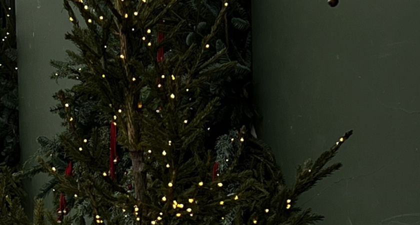 Ёлка будет радовать больше месяца: нужно сделать пару действий, чтобы она доме не осыпалась сразу после Нового года 