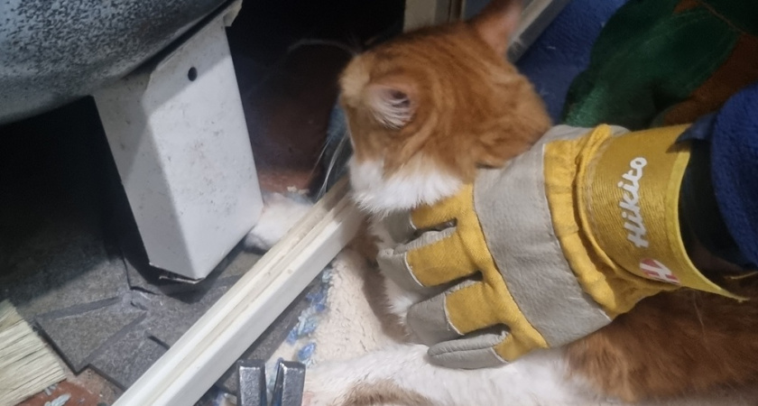 Владимирские спасатели помогли высвободить застрявшего кота