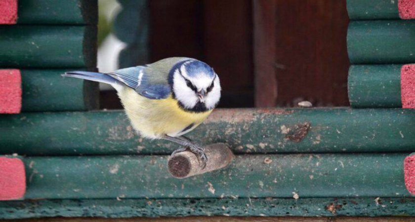 Спасаем синичек морозной зимой: 3 главных правила, как сделать безопасную кормушку