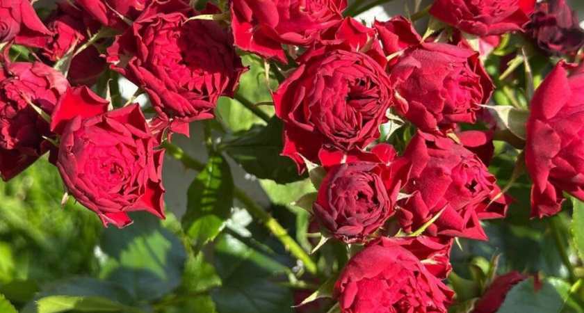 Мой проверенный способ укоренения роз в бутылке зимой: сумел вырастить 28 роз из черенков