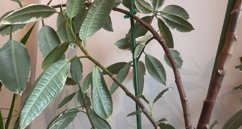 3 ошибки в уходе, из-за которых фикус остается без листьев зимой: как я спасла его за 5 дней