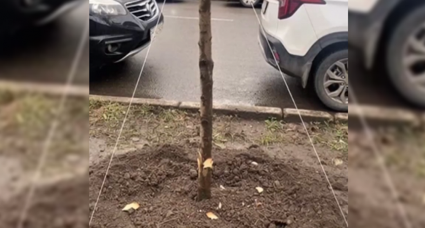 Во Владимире неизвестные сделали зарубки на стволе молодой липы