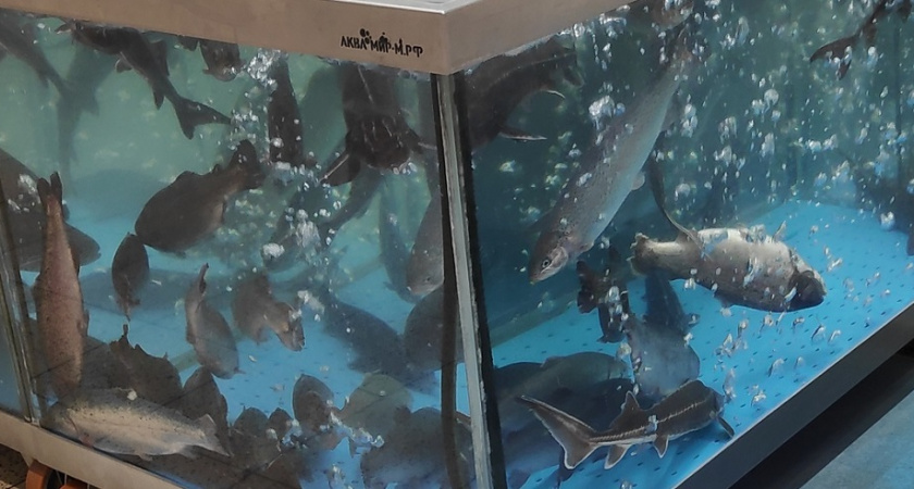 Как легко почистить рыбу: простой способ снять чешую