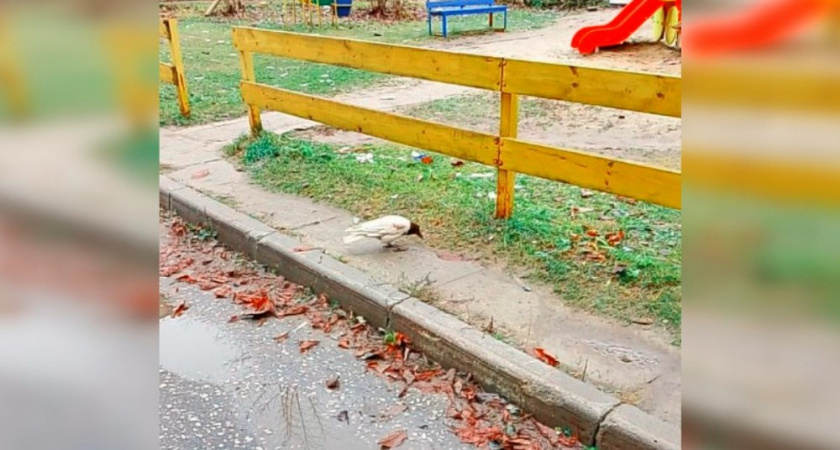 Жители микрорайона 8-ЮЗ во Владимире заметили белую ворону