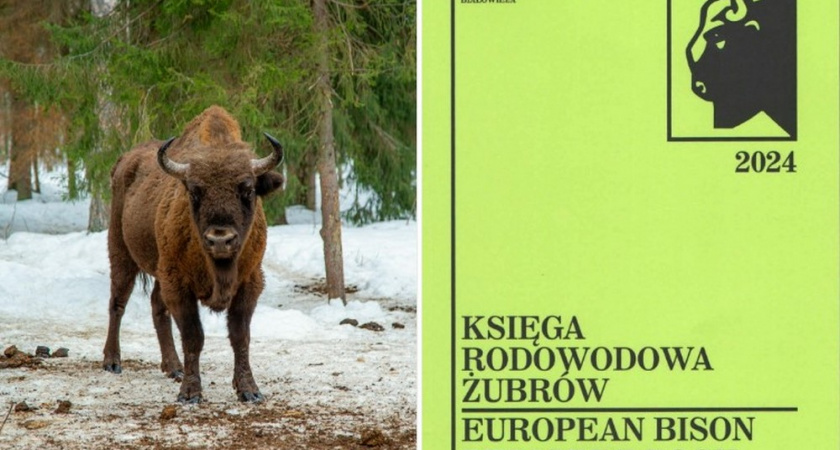 Владимирская область обеспечила мировой рекорд России по популяции зубров