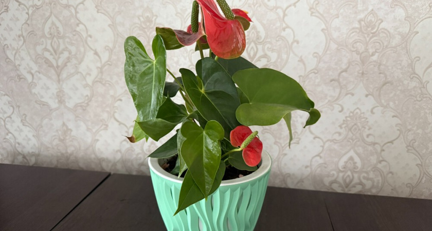 5 причин, почему спатифиллум не цветет: разбираем ошибки в уходе и исправляем их