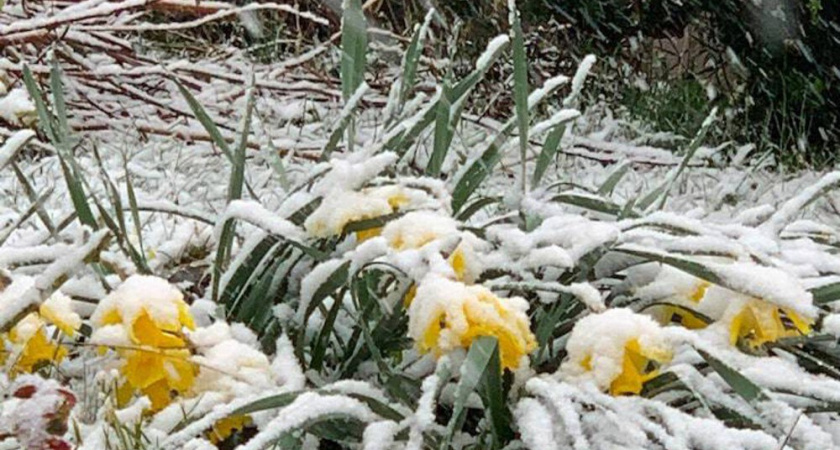 Весна на моей даче начинается с цветов: что я сею в уже подмерзшую почву даже в декабре