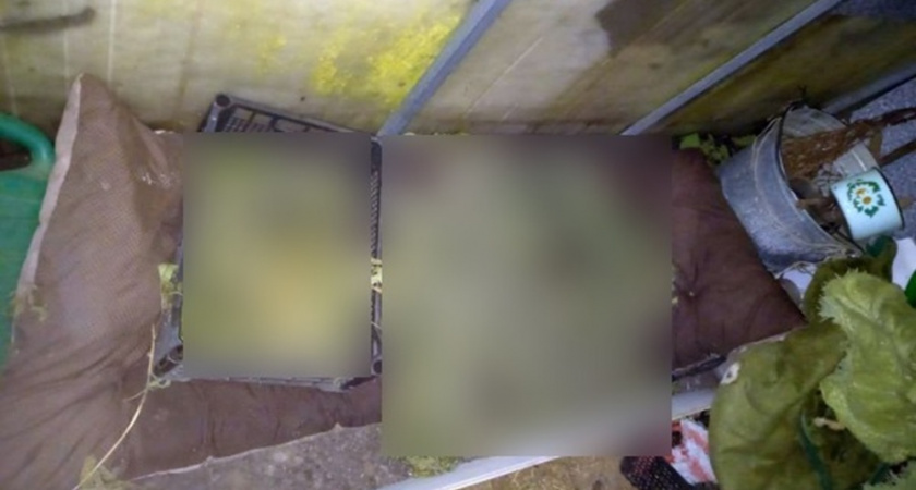 В Юрьев-Польском полиция нашла хозяина плантации «запрещёнки»