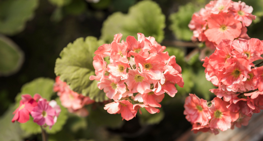 Спасла чахлую герань одной подкормкой за неделю: мой простой рецепт за 3 минуты