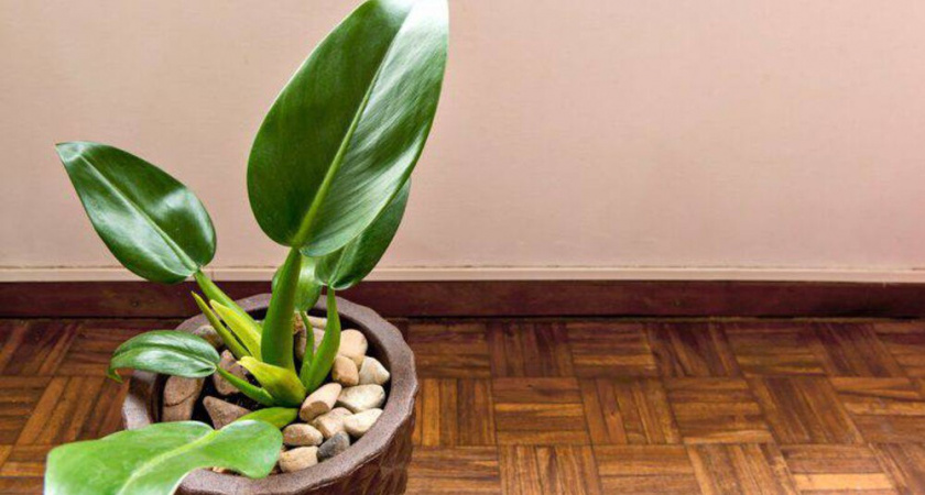 Как отмыть линолеум до блеска подручными средствами: жалею, что не знала эти 5 способов раньше