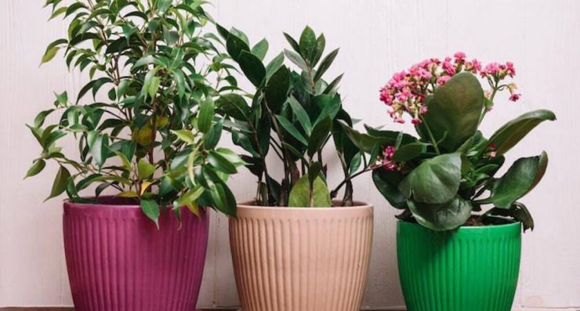 Четверть таблетки на литр воды: мой лайфхак для поливки комнатных растений зимой