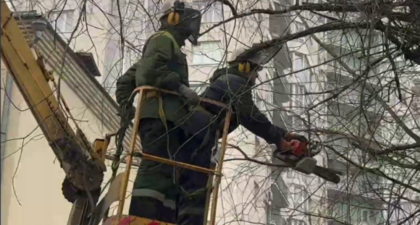 Во Владимире продолжают подготовку растений к следующему сезону