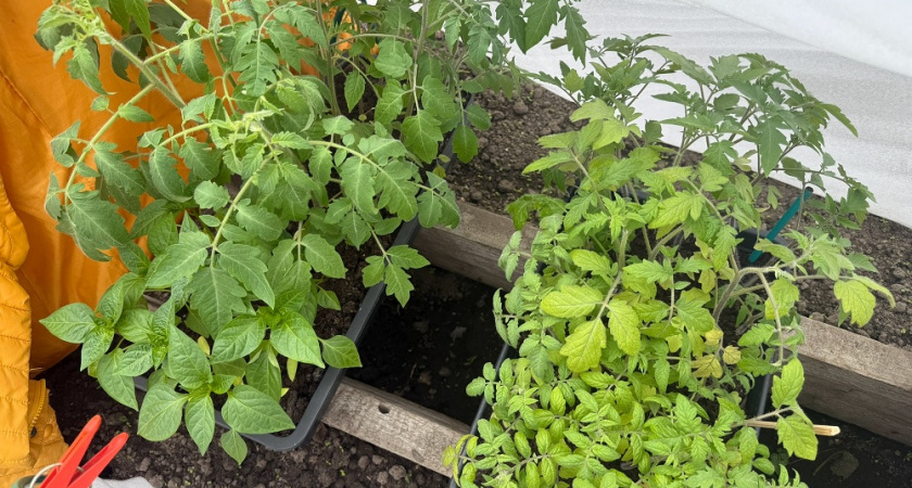 Когда сажать помидоры и перцы на рассаду? Смотрю лунный календарь на 2026 год и советы агрономов