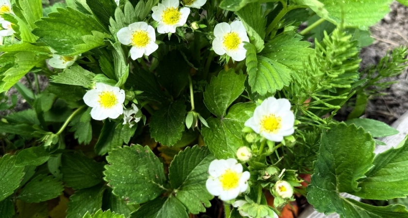 Выращиваю клубнику дома на подоконнике из семян, ягодки — как с грядки: делюсь всем, что сделала своими руками: от почвы до подсветки