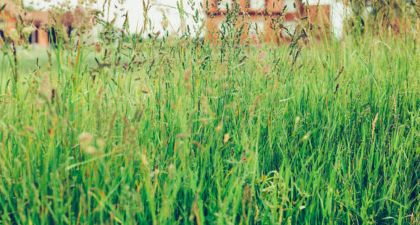 Собственника заросшего участка в Александровском районе заставят отрабатывать