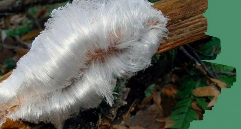 Во Владимирских лесах увидели ледяные волосы