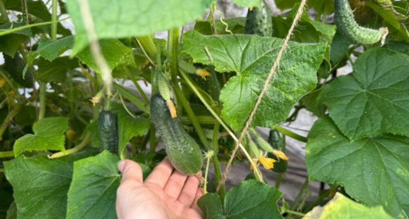 У всех рассада, а у меня уже огурцы. Рассказываю про 5 приёмов, которые точно работают в теплице