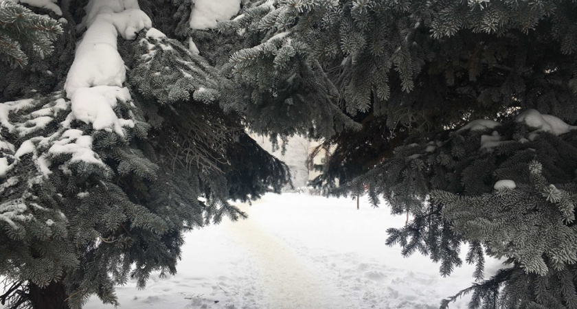 В лесах Владимирской области установили контроль за вырубкой елок