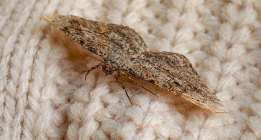 Моль не переносит эти запахи: проверенные способы выгнать вредителя из шкафа