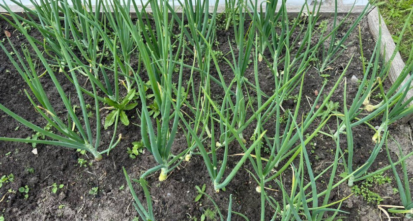 Как вырастить лук на подоконнике зимой: 3 рабочих способа для витаминной зелени