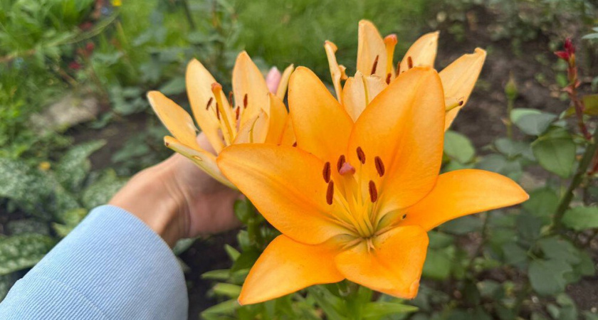 Сею цветы в декабре: как правильно сделать подзимний посев для раннего цветения