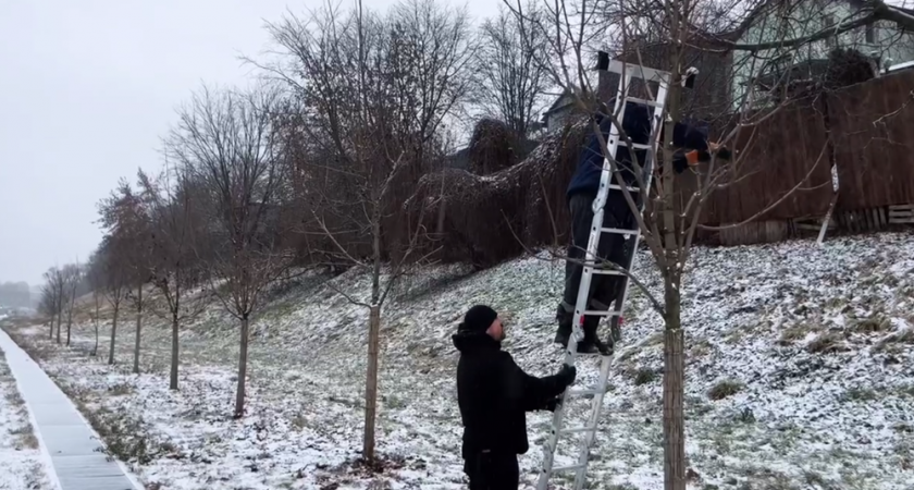 Во Владимире продолжается подготовка деревьев к следующему сезону цветения
