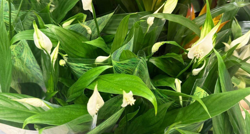 У спатифиллума желтеют листья зимой: срочно проверьте эти 4 пункта, чтобы спасти цветок