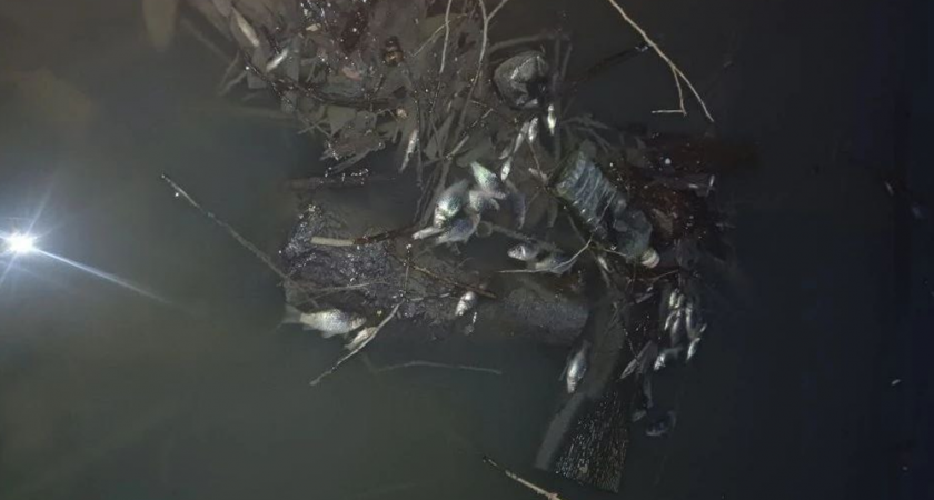 Во Владимире начали проверку после массовой гибели рыбы в пруду на Добросельской