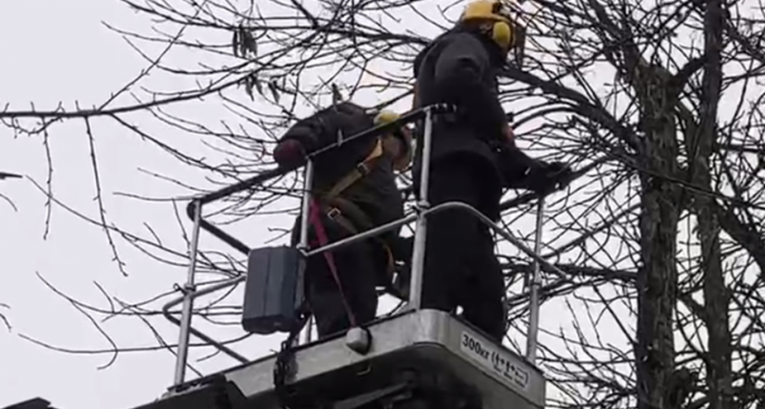 Владимирские коммунальщики опиливают и вырубают аварийные деревья