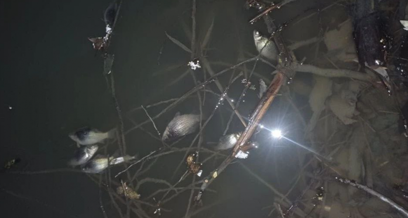 Мэрия Владимира назвала причину гибели рыбы в пруду на улице Бабушкина