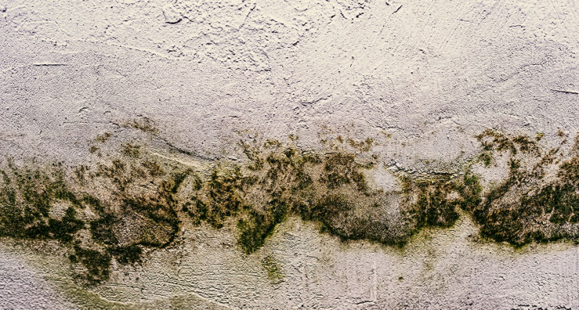 Как можно бороться с плесенью дома: несколько проверенных способов