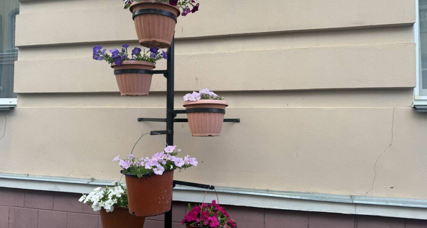 Хочу петунии в мае: когда и как я сажаю их на рассаду в январе