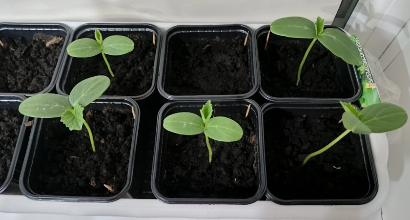 Эта 3 ошибки на подоконнике может погубить всю рассаду: агроном объяснила, как её избежать