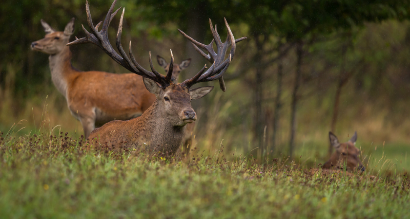 Более 200 нарушений правил охоты выявили во Владимирской области за этот год