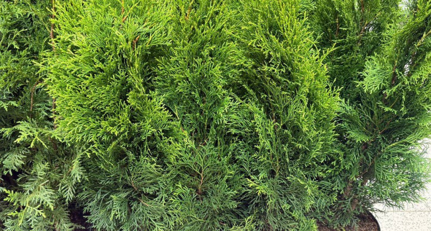 Как я посадила семечки зимой и к июню получила маленькие туи 