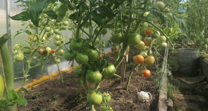 Помидоры дома: пошаговое руководство для балкона или подоконника